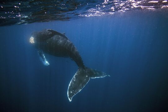 Humpback Wal in Pazifik