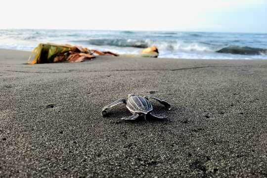 kleine Babyschildröte kriecht vom Strand zurück ins Meer.