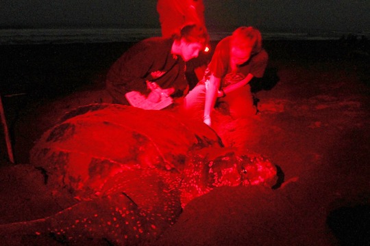 Zwei Forschende des Forschungszentrum «Ecology Project International» (EPI) untersuchen in der Nacht eine ausgewachsene Meeresschildkröte. 